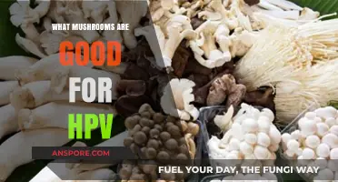 Mushrooms for HPV: Natural Remedies to Support Immune Health