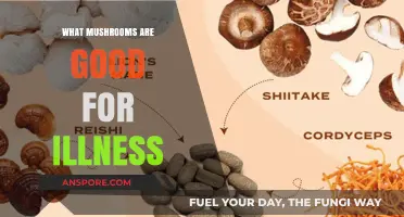 Healing Mushrooms: Top Varieties to Combat Illness Naturally