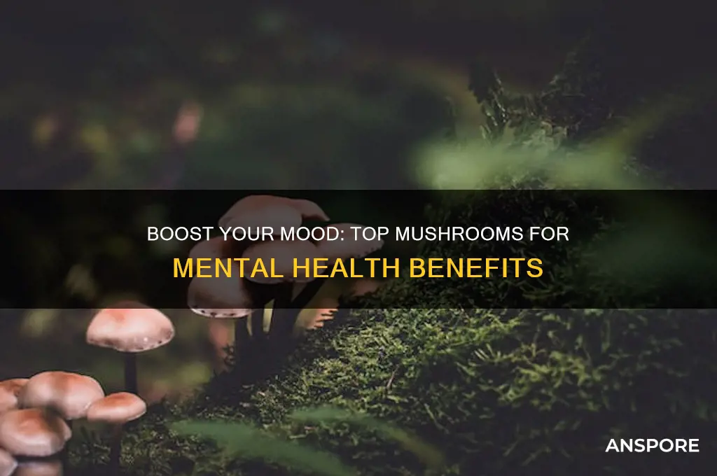 what mushrooms are good for mental health
