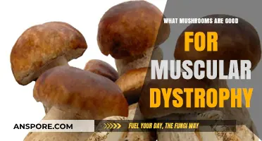 Mushrooms for Muscular Dystrophy: Natural Remedies to Explore