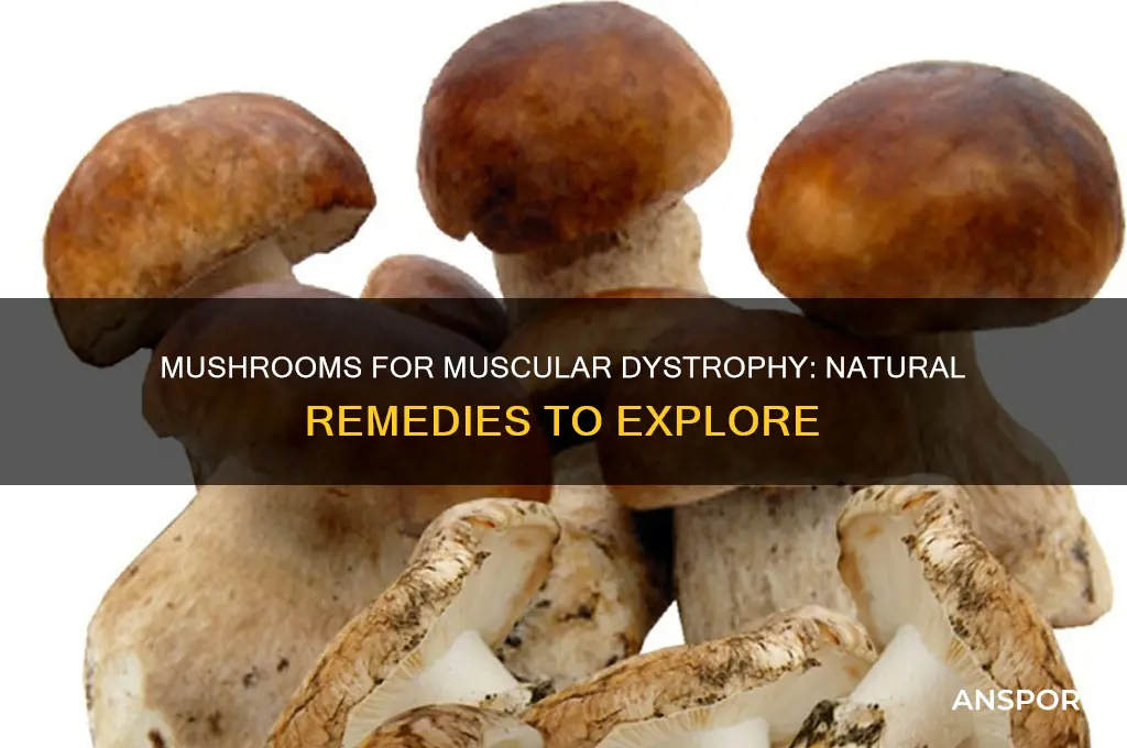 what mushrooms are good for muscular dystrophy