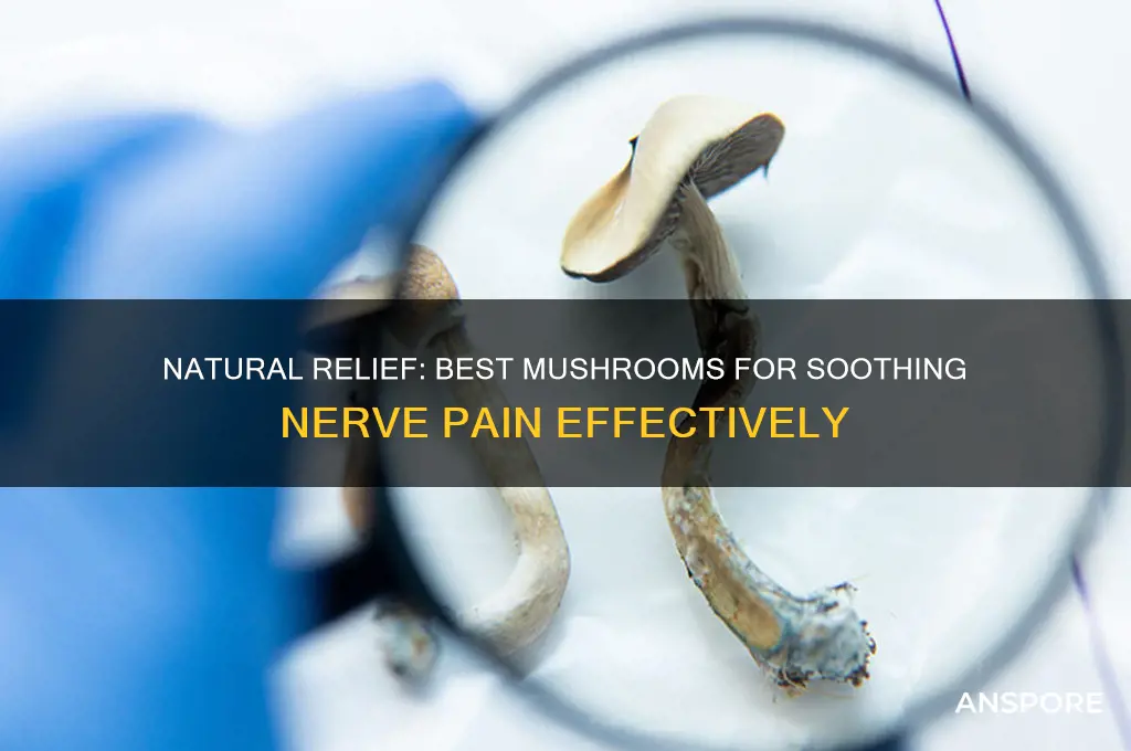 what mushrooms are good for nerve pain