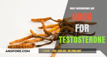 Boost Testosterone Naturally: Top Mushrooms for Hormonal Health