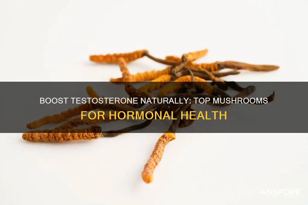 what mushrooms are good for testosterone