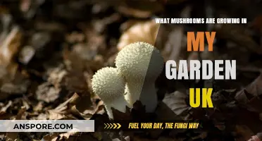 Identifying Common UK Garden Mushrooms: A Beginner's Guide to Fungi