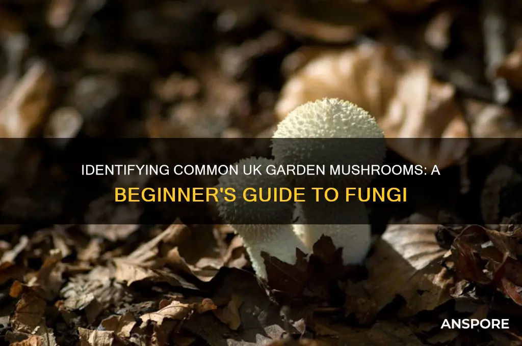 what mushrooms are growing in my garden uk