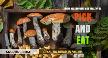 Safe and Nutritious Wild Mushrooms: A Guide to Foraging and Eating