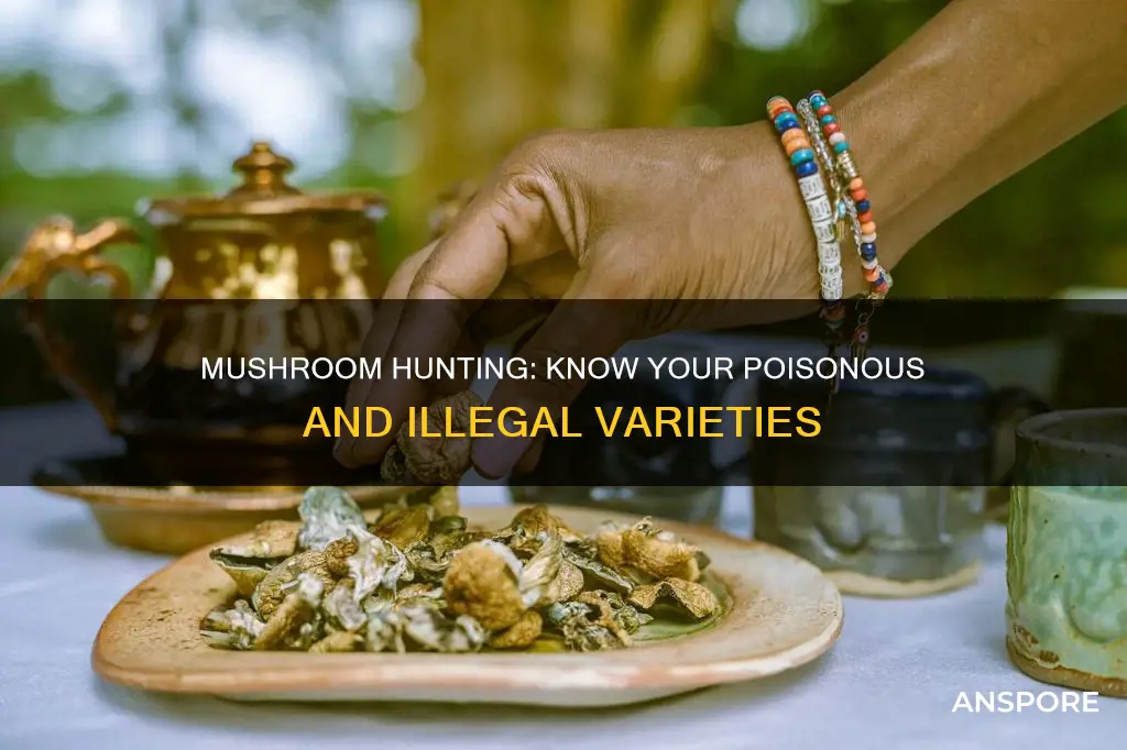 what mushrooms are illegal