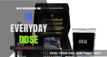 Everyday Dose Mushroom Guide: Types, Benefits, and Daily Use Explained