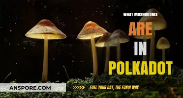 Polkadot's Mushrooming Ecosystem: Exploring the Fungi