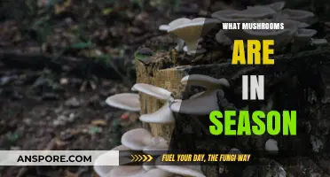 Mushroom Seasonality: Know Your 'Shrooms
