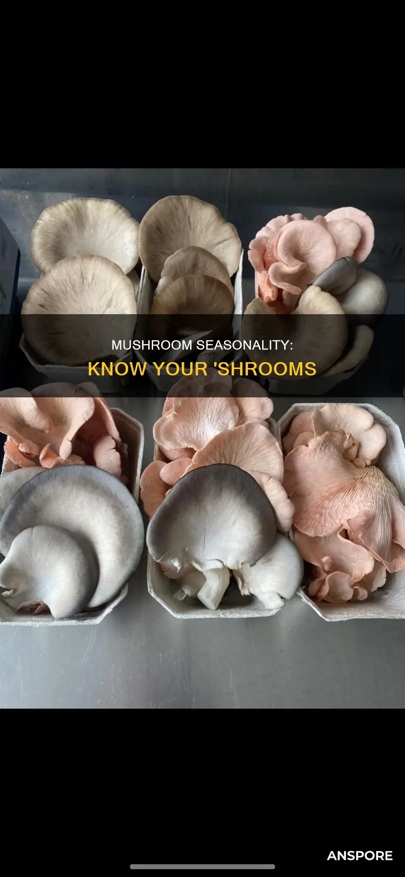 what mushrooms are in season