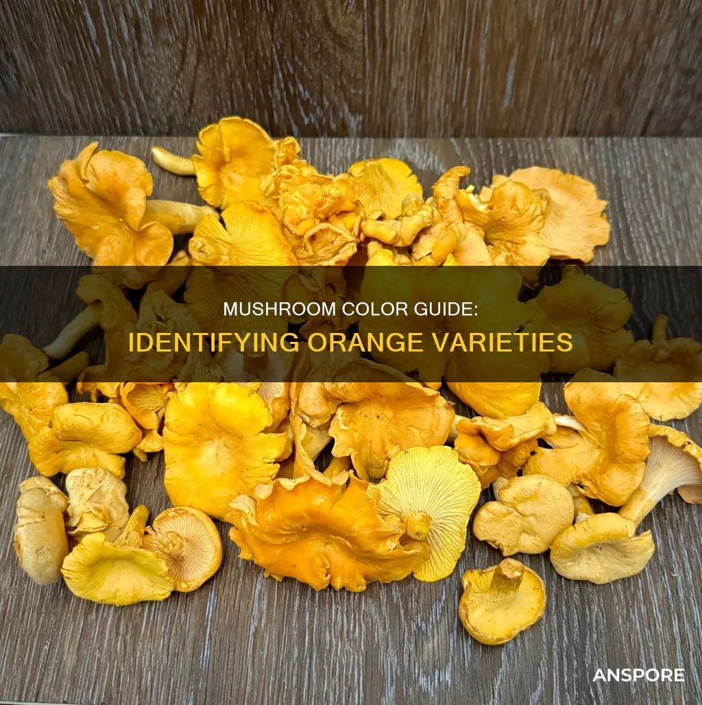 what mushrooms are orange