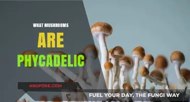 Psychedelic Mushrooms: Identifying the Trippy Treats