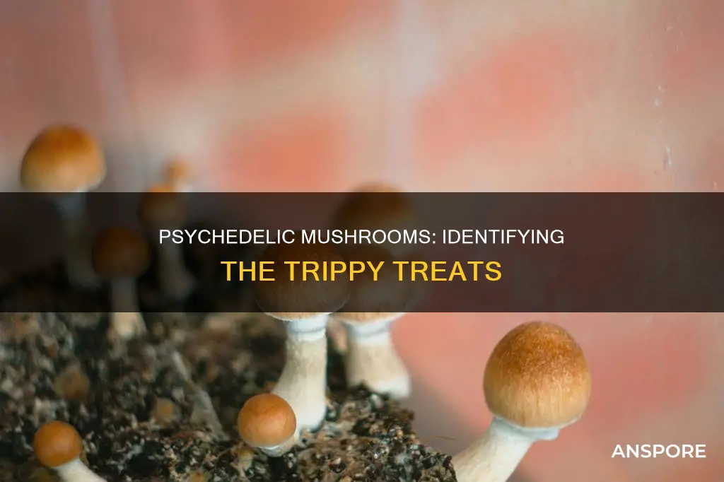 what mushrooms are phycadelic