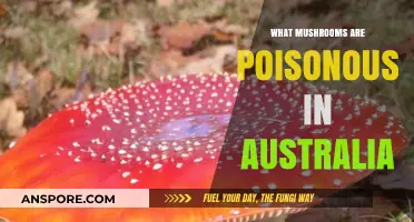 Deadly Fungi Down Under: Identifying Australia's Poisonous Mushrooms