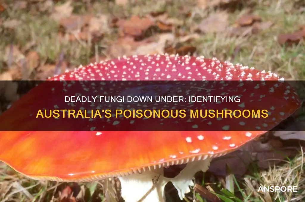 what mushrooms are poisonous in australia