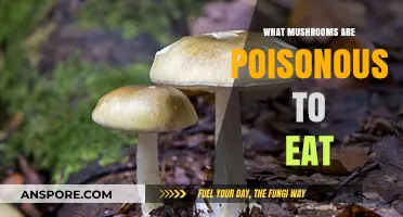 Deadly Fungi: Identifying Poisonous Mushrooms to Avoid Eating Safely