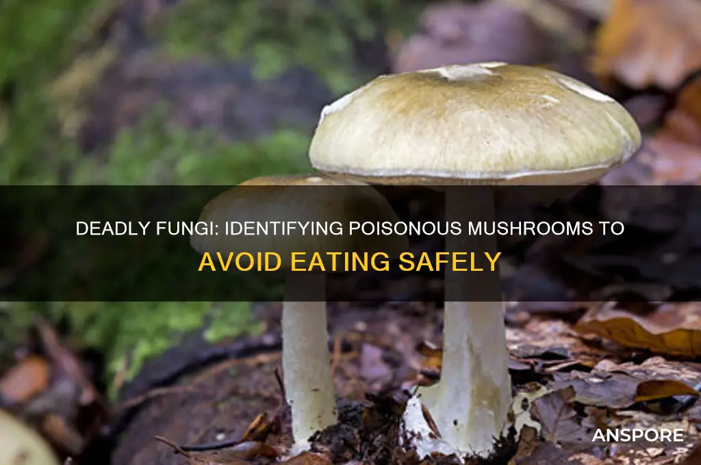what mushrooms are poisonous to eat