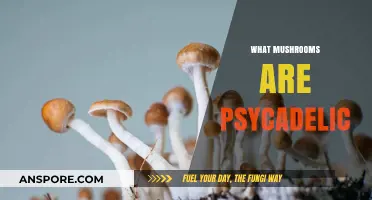 Psychedelic Mushrooms: A Guide to Hallucinogenic Fungi