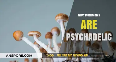Exploring the World of Psychedelic Mushrooms
