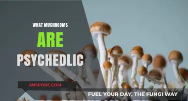 Psychedelic Mushrooms: Exploring the World of Magic Fungi