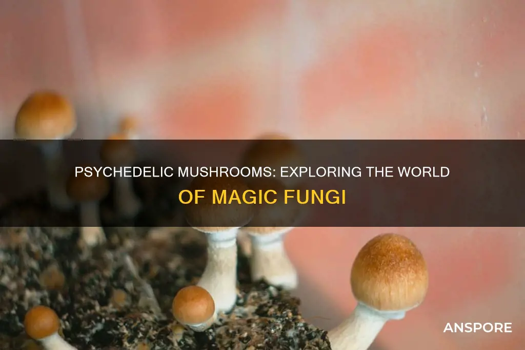 what mushrooms are psychedlic