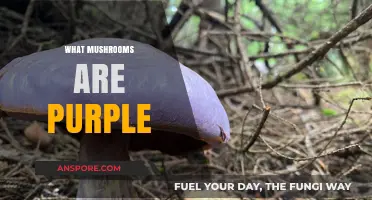 Mysterious Purple Mushrooms: What Types Are They?