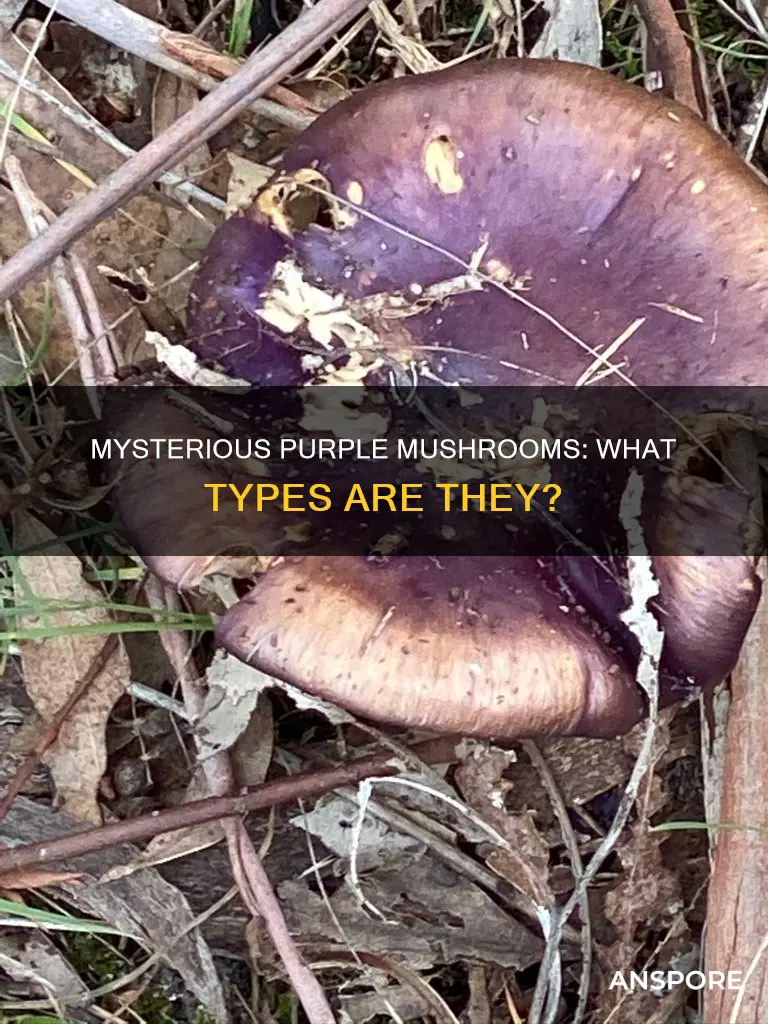 what mushrooms are purple