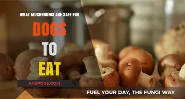 Safe Mushrooms for Dogs: A Guide to Canine-Friendly Fungi