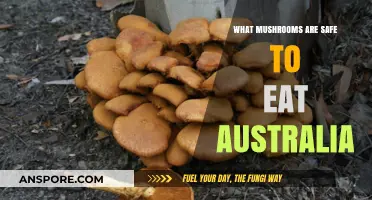Safe and Tasty: A Guide to Edible Mushrooms in Australia