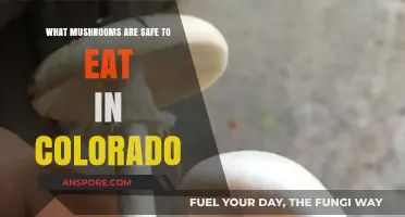 Colorado's Edible Mushrooms: A Guide to Safe Foraging and Consumption