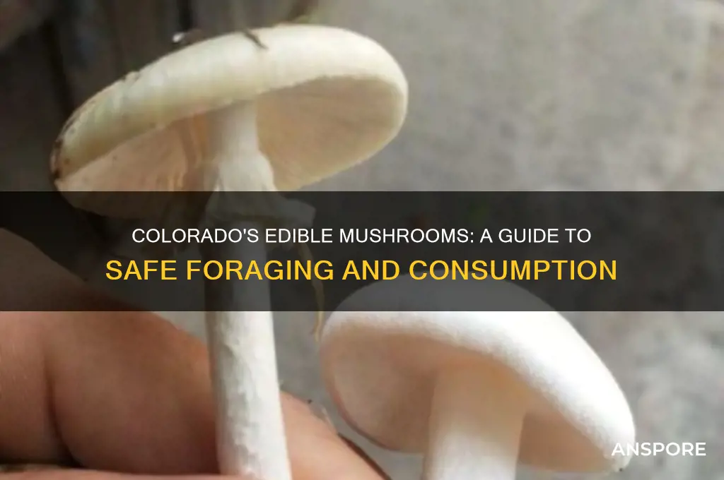 what mushrooms are safe to eat in colorado
