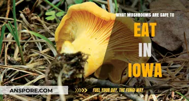 Iowa's Edible Mushrooms: A Guide to Safe and Tasty Foraging