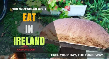 Discover Ireland's Edible Mushrooms: A Safe Foraging Guide