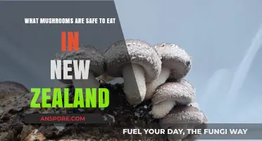 New Zealand's Edible Mushrooms: A Guide to Safe Foraging