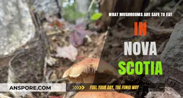 Safe and Delicious: Edible Mushrooms to Forage in Nova Scotia