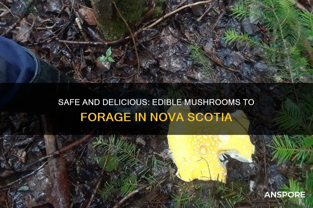 what mushrooms are safe to eat in nova scotia