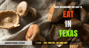Safe and Delicious: A Guide to Edible Mushrooms in Texas