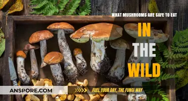 Identifying Edible Wild Mushrooms: A Safe Foraging Guide for Beginners
