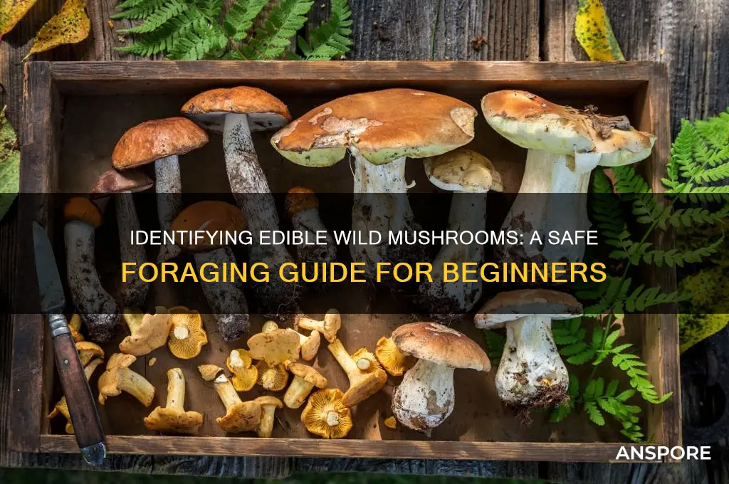 what mushrooms are safe to eat in the wild