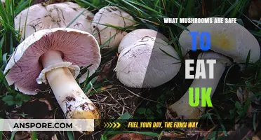 UK's Edible Mushrooms: A Safe Foraging Guide for Beginners