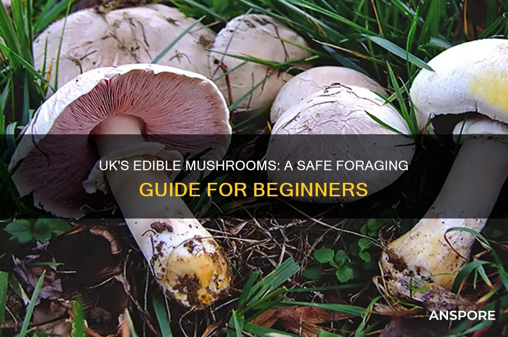 what mushrooms are safe to eat uk