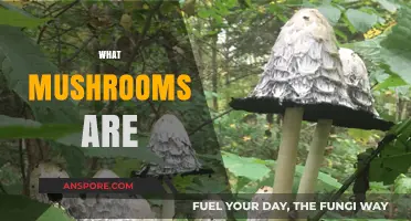 Mushrooms: Nature's Magical, Edible Fungi