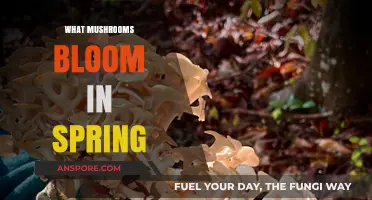 Spring's Mushroom Bloom: A Guide to Foraging