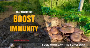 Mushrooms for Immunity: The Ultimate Guide