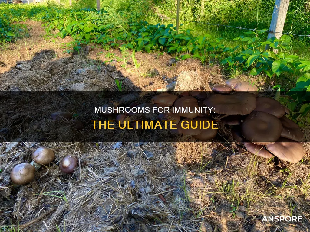 what mushrooms boost immunity