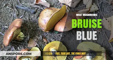 Mysterious Blue-Bruising Mushrooms: What's the Science?