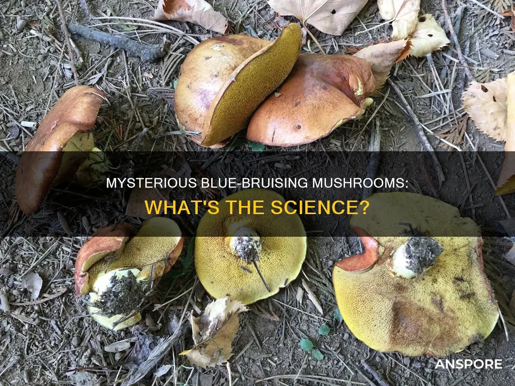 what mushrooms bruise blue