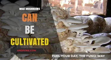 Cultivating Edible Mushrooms: A Guide to Growable Varieties at Home